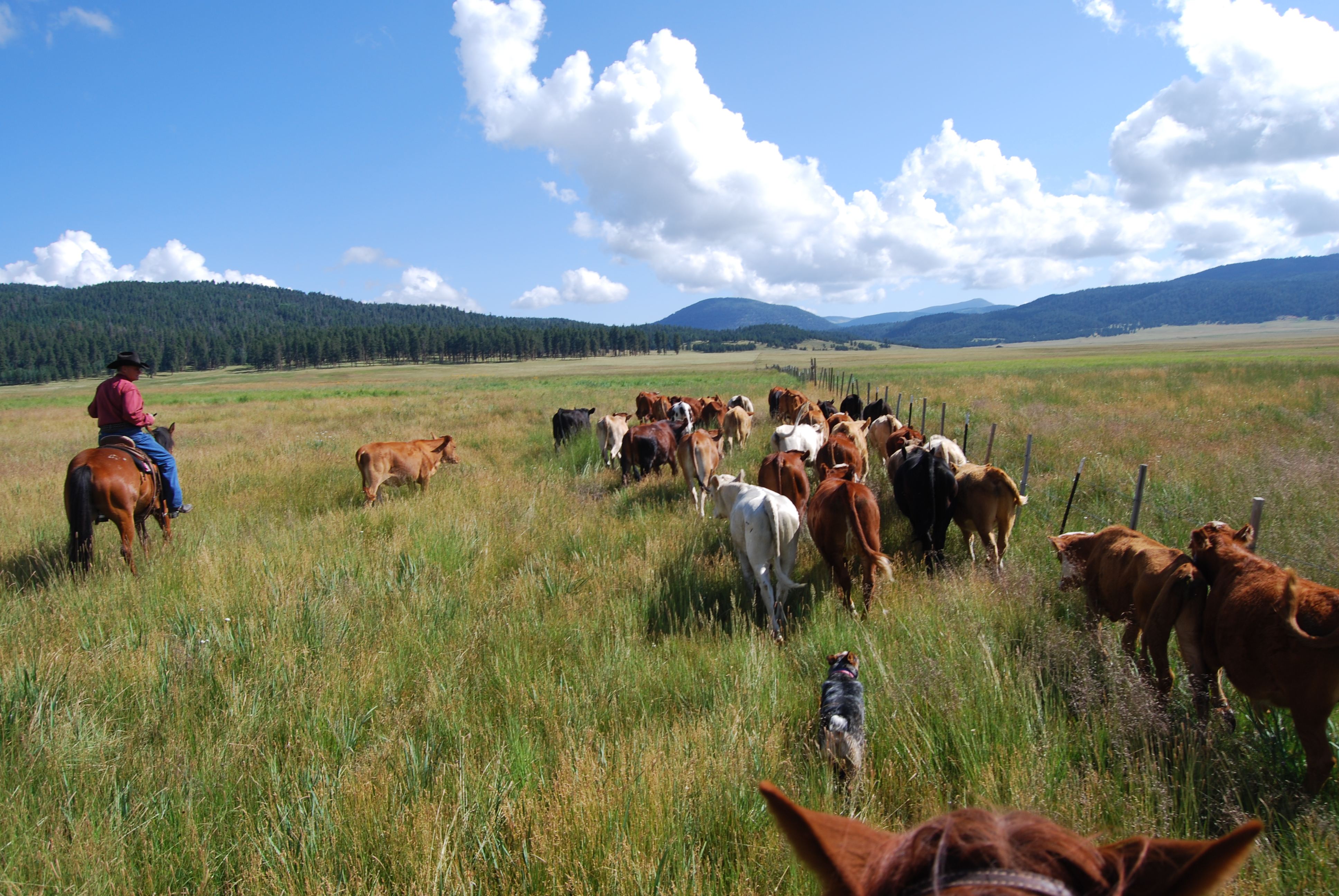 Livestock Ranching