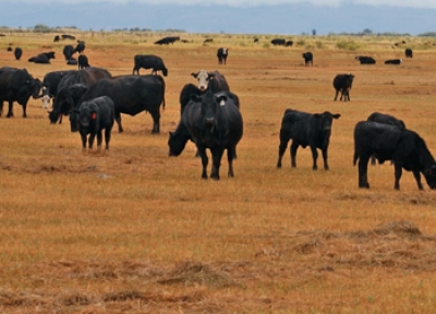 Cattle on the range