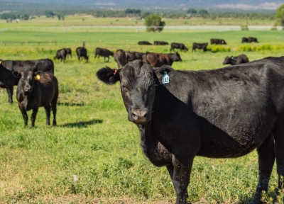 Angus cross heifers stand in a summer pasture in Klamath County.  Credit: Alyson Yates