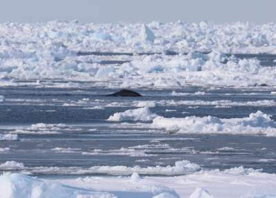 A bowhead whale swims through an open lead near Utqiagvik. Credit Kate Stafford / Oregon State University