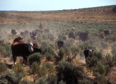 Cattle on Rangeland. Photo: OSU