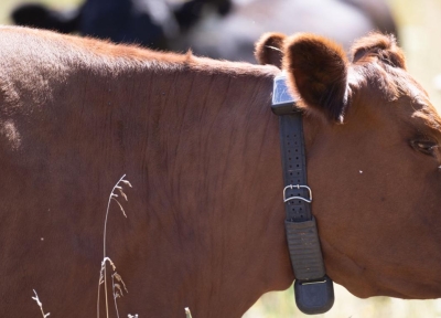 cow wearing a GPS collar