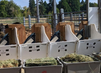 A cow feeds on hemp biomass in OSU's controlled feeding study.  Credit: Massimo Bionaz