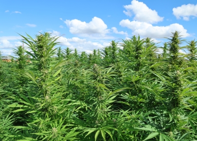 hemp plants