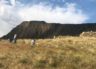 Researchers with OSU Extension and University of Idaho Extension collect plant data after grazing cattle were used in the fall and winter to reduce invasive annual grasses on public land in southeastern Oregon. Credit Sergio Arispe