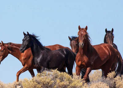 Wild horses