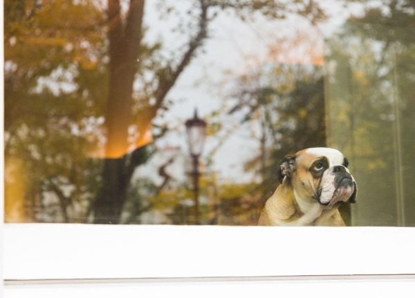 Dog looking out the window (Getty Images/spooh)