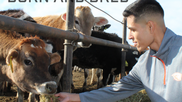 Ruben Lopez feeds a cow