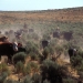 Cattle on Rangeland. Photo: OSU