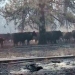 Cattle are exposed to wildfire smoke in Harney County in the summer of 2024. Credit: Christine Stokely